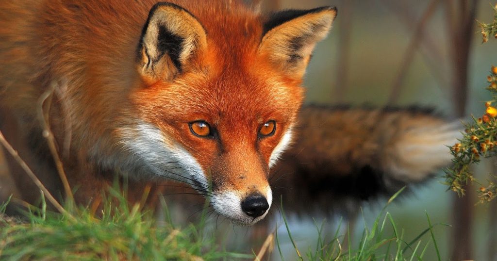 volpe-animale-di-potere