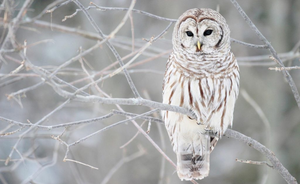 white-owl-in-winter